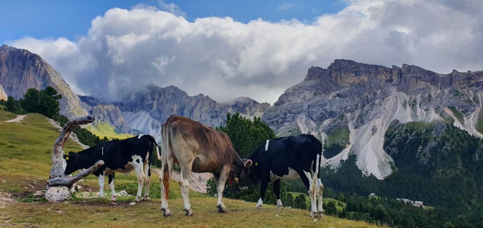 Garni Hotel Iris Selva di Val Gardena Exteriér fotografie